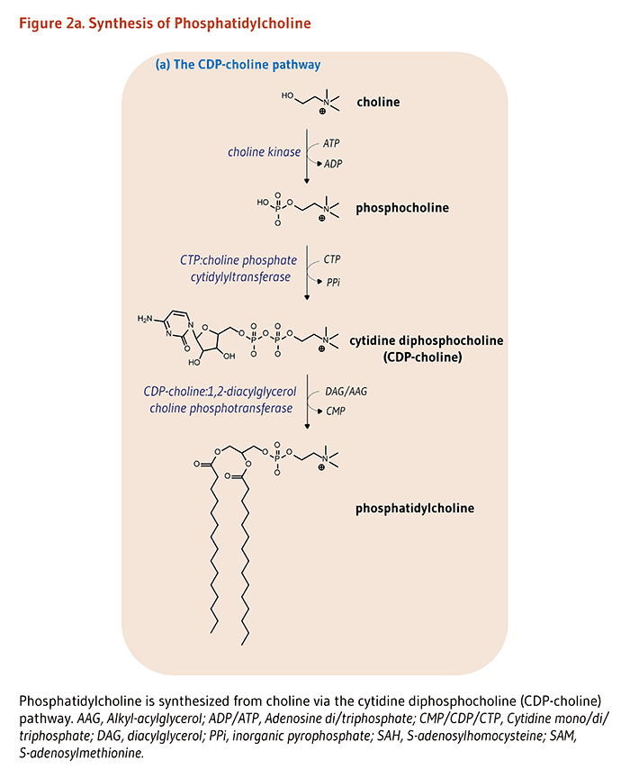 Choline Choline Linus Pauling Institute Oregon State University