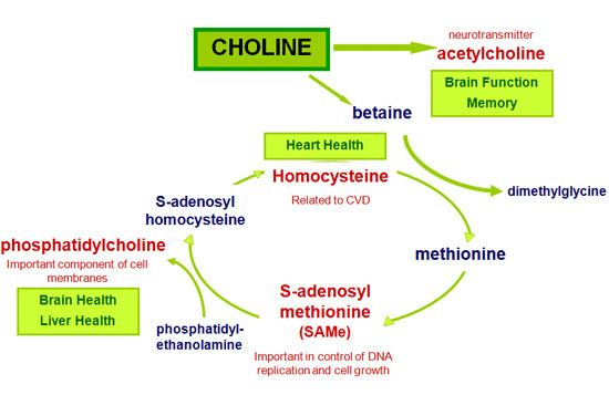 Choline MemorC Choline Science Choline Science balchemcom