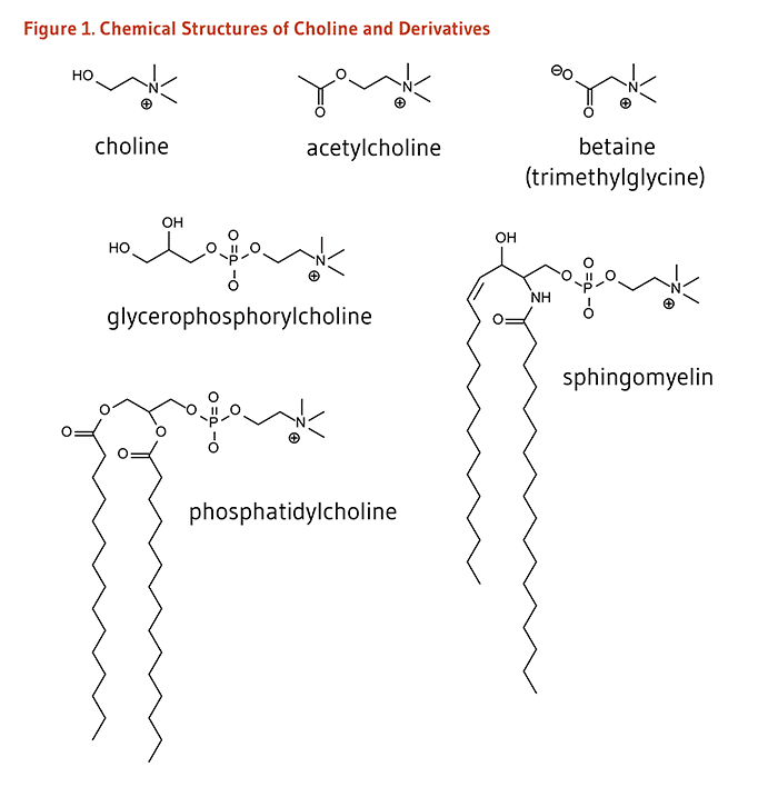 Choline Choline Linus Pauling Institute Oregon State University