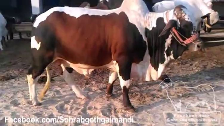 Cholistani (cattle) Mian Cattle Farm Cholistani Cross Bull Video Dailymotion