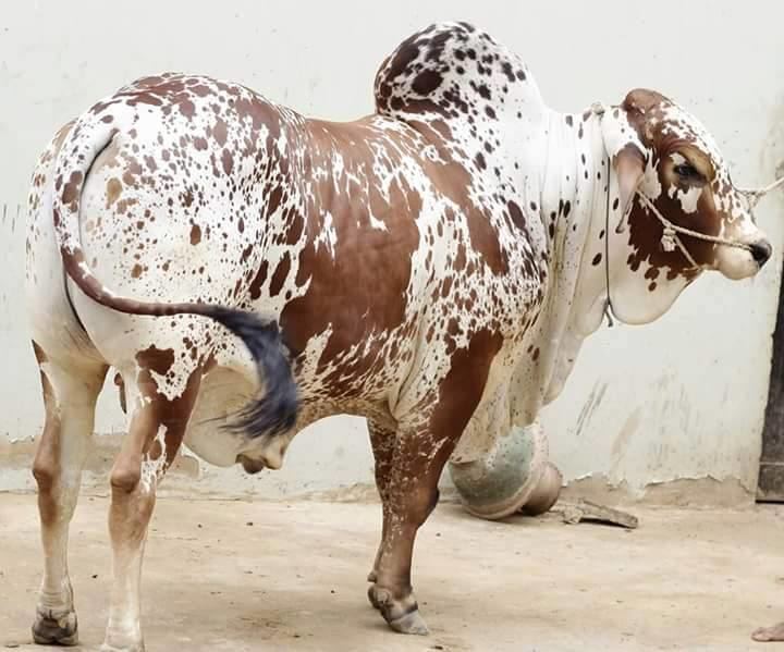 Cholistani (cattle) BeautifulCholistaniWhiteBrownCowPictures8203335420158102941jpg