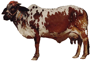Cholistani (cattle) Pak Dairy Info Cholistani Cattle Breed