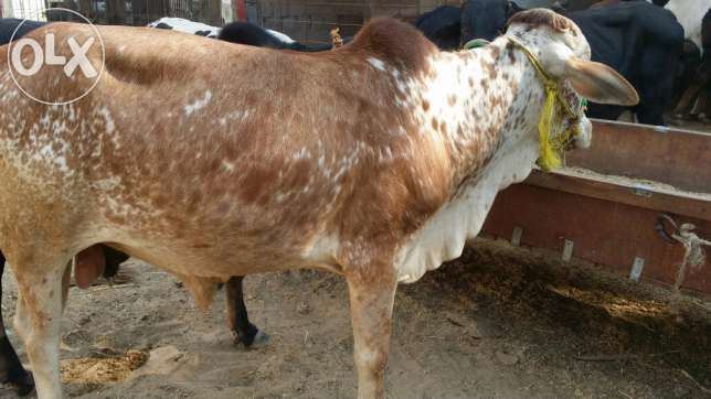 Cholistani (cattle) Cholistani cow Clasf