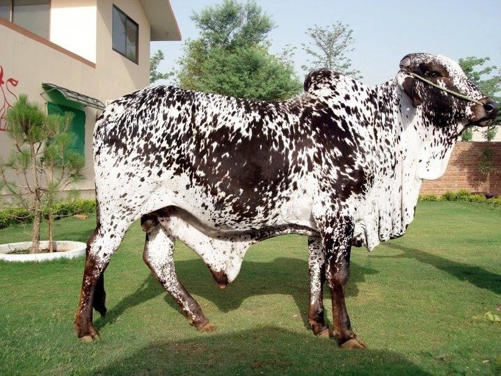Cholistani (cattle) German Prada Cholistani Breed Cattle Pinterest Prada