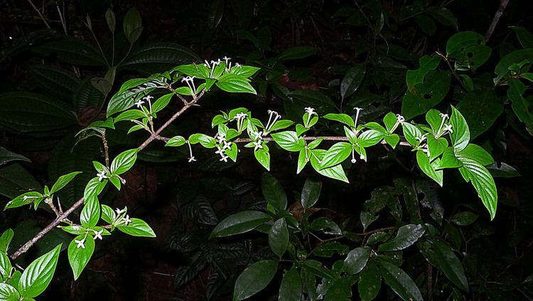 Chomelia Chomelia tenuiflora Benth Alex Popovkin Bahia Brazil Flickr