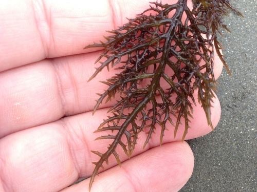 Chondracanthus (alga) Lawn alga Chondracanthus canaliculatus iNaturalistorg