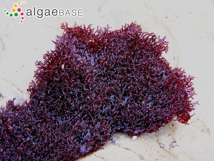 Chondracanthus (alga) imgalgaebaseorgimagesAC100CF30785b1C099XuQ38CB