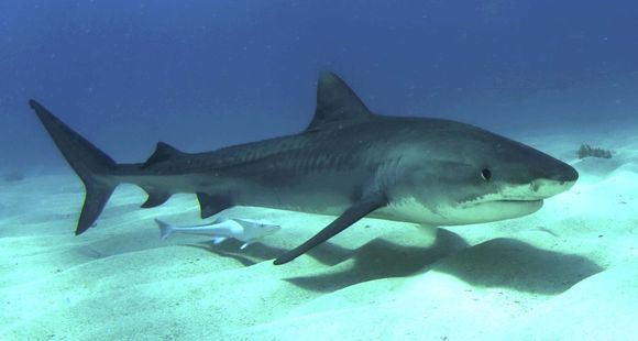 Chondrichthyes CLASS CHONDRICHTHYES ANIMAL CLASSIFICATION PROJECTMAX MANZANARES