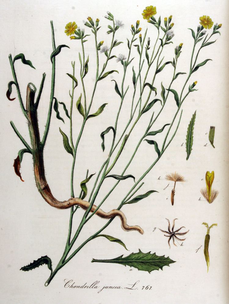 Chondrilla (plant) httpsuploadwikimediaorgwikipediacommons22