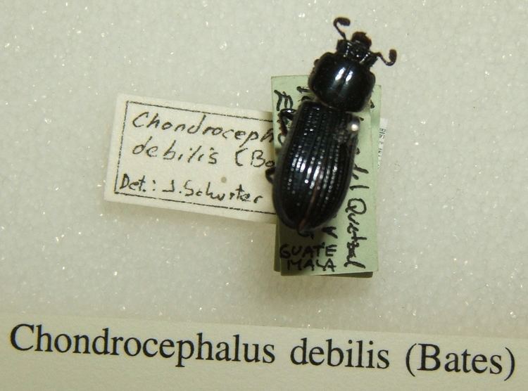 Chondrocephalus debilis