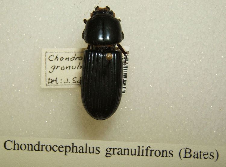 Chondrocephalus granulifrons