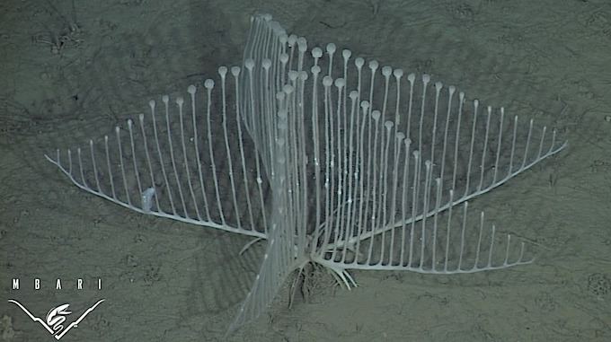 Chondrocladia New deep sea carnivorous harp sponge is unlike anything ever seen