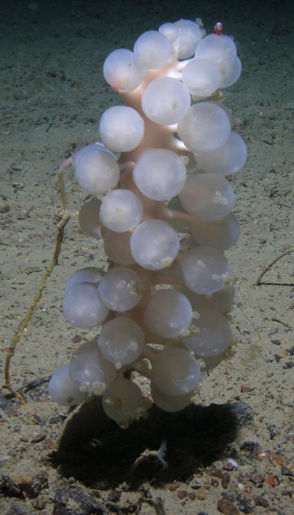 Chondrocladia Flesh Eating Sponges Deep Sea News