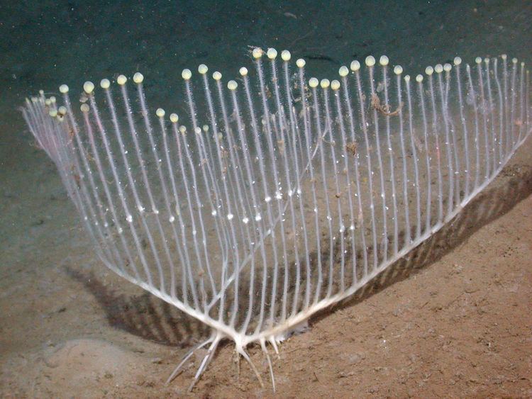 Chondrocladia lyra WeirdLooking MeatEating Sponge Found In Deep Sea
