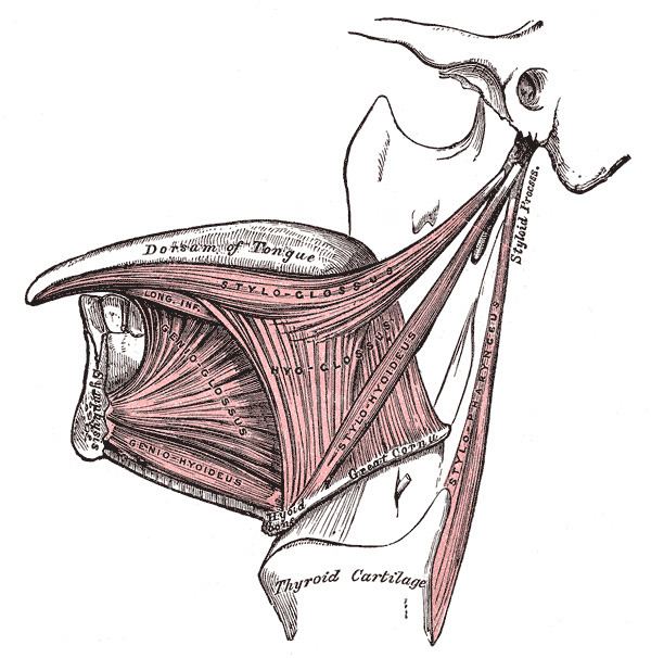 Chondroglossus