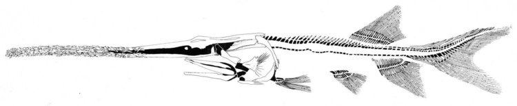 Chondrostei GEOL431 Vertebrate Paleobiology