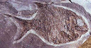 Chondrostei Palaeos Vertebrates Actinopterygii Actinopteri