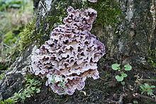 Chondrostereum purpureum httpsuploadwikimediaorgwikipediacommonsthu
