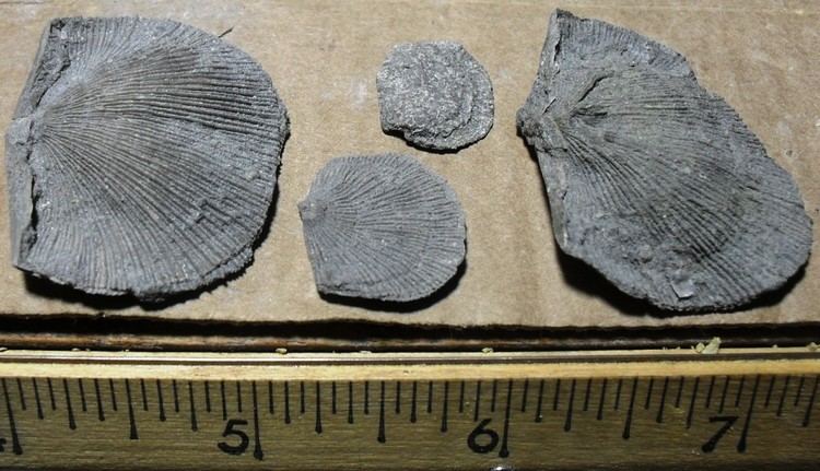 Chonetes Brachiopod Chonetes Or Orthis Fossil ID The Fossil Forum