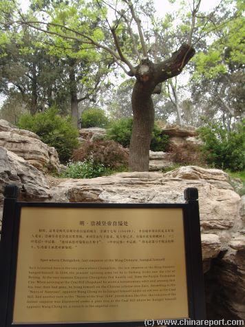 Chongzhen Emperor Jing Shan Park 6 Chongzhen Emperor Hanging Tree By China Report