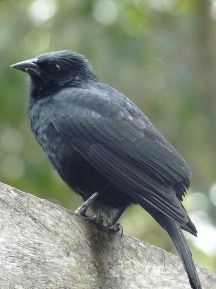 Chopi blackbird CHOPI BLACKBIRD Gnorimopsar chopi FAUNA PARAGUAY