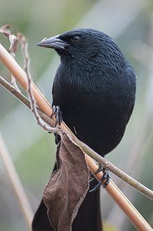 Chopi blackbird httpsuploadwikimediaorgwikipediacommonsthu