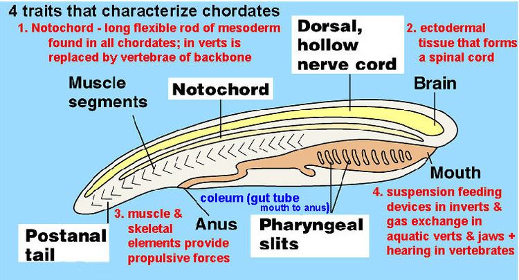 Chordate Biology of Animals amp Plants Simple Chordates