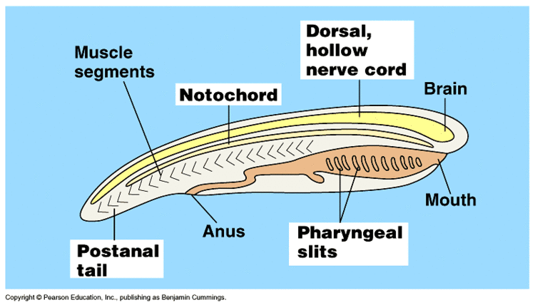 Chordate Trends in Chordate Evolution