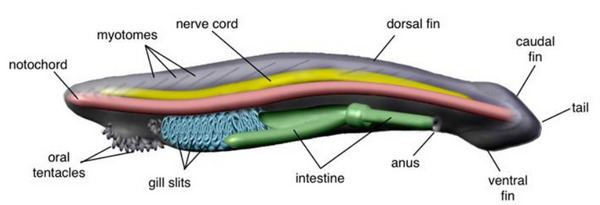 Chordate Notes Chordates