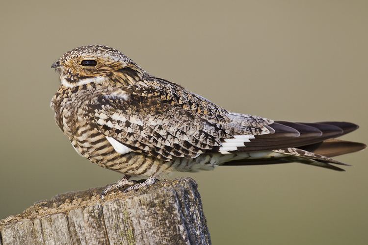 Chordeiles Common Nighthawk Chordeiles minor sennetti This picture Flickr