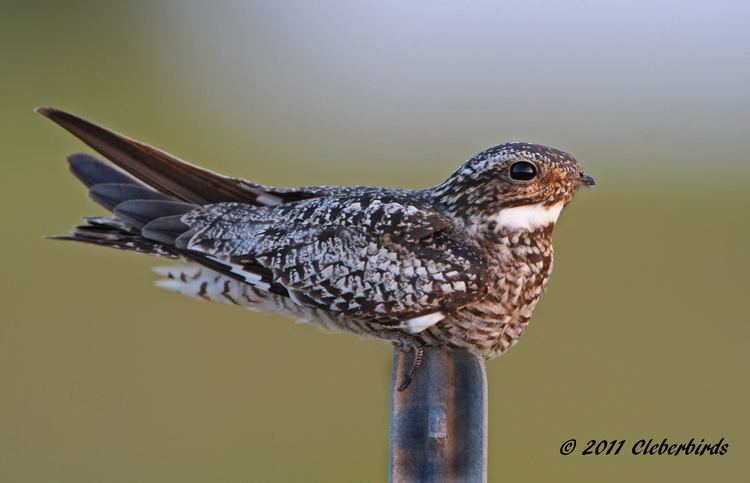 Chordeiles Panoramio Photo of Common Nighthawk Chordeiles minor