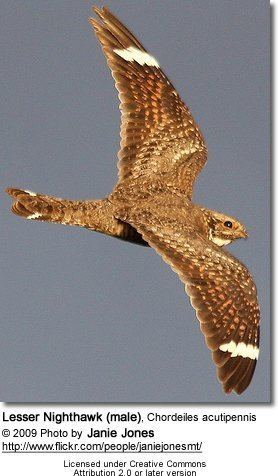 Chordeiles Lesser Nighthawk Chordeiles acutipennis