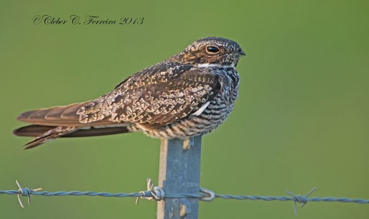 Chordeiles Common Nighthawk Chordeiles minor Lake County Florida Flickr