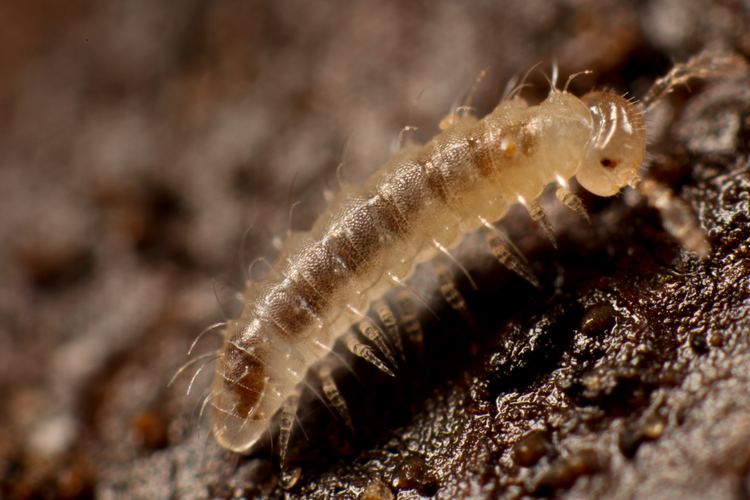 Chordeumatida FileChordeumatida sp Nanogona polydesmoidesjpg Wikimedia Commons