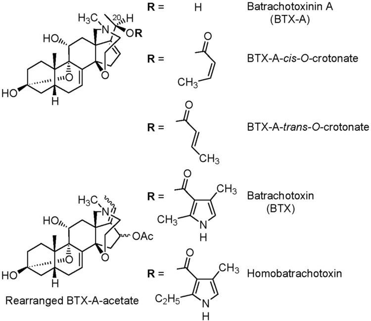 Choresine Melyrid beetles Choresine A putative source for the batrachotoxin