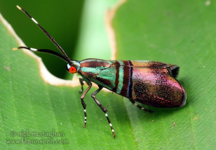 Choreutidae Saptha libanota Choreutidae One of the most spectacular Flickr