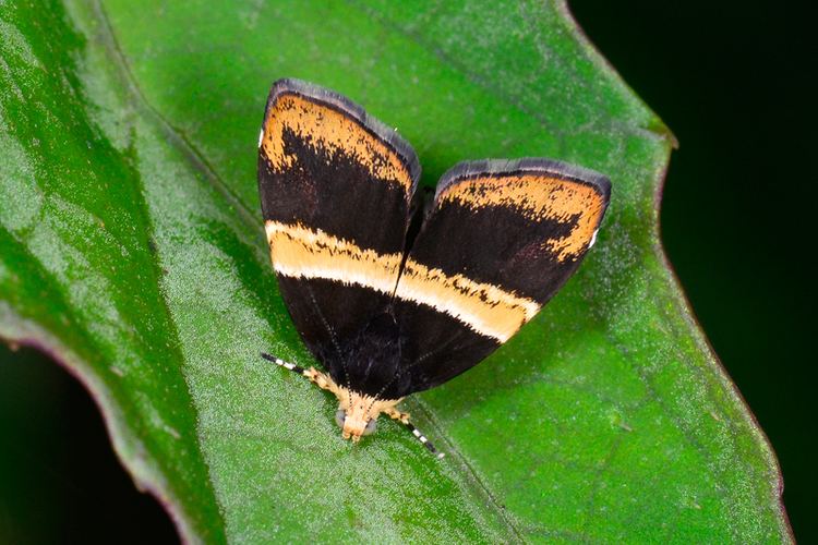 Choreutis Choreutis basalis DearLep