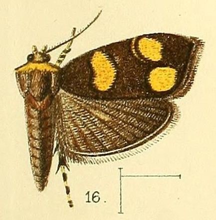 Choreutis flavimaculata