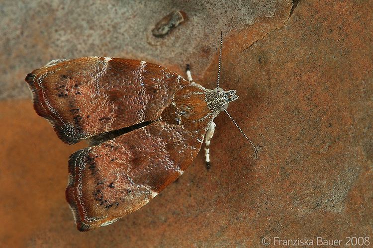 Choreutis nemorana Fig Leaf Roller moth Choreutis nemorana Hbner 1799 Le Flickr