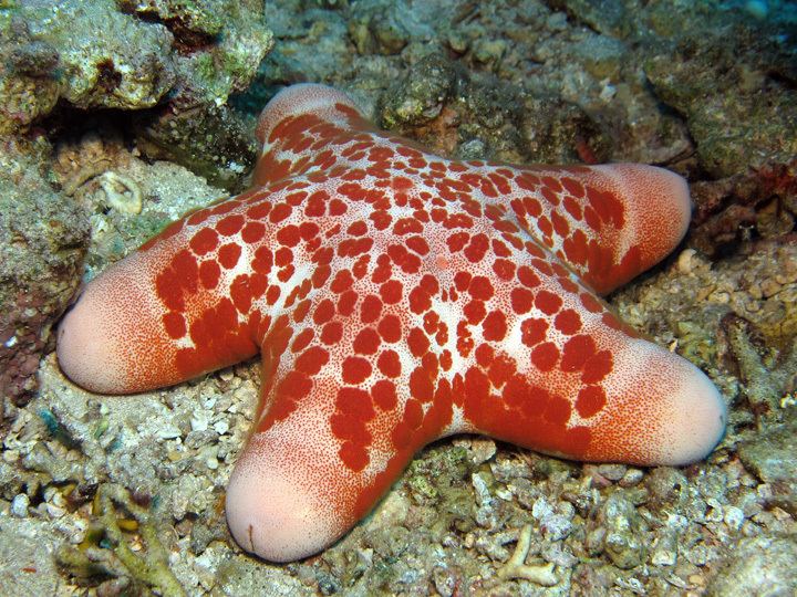 Choriaster granulatus Sea stars gt Granulated sea star Choriaster