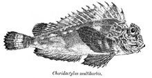 Choridactylus httpsuploadwikimediaorgwikipediacommonsthu