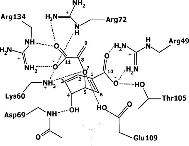 Chorismate mutase Biochemical and Structural Characterization of the Secreted