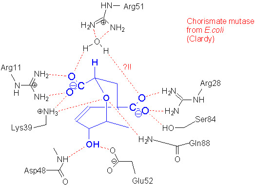 Chorismate mutase Chorismate Mutase