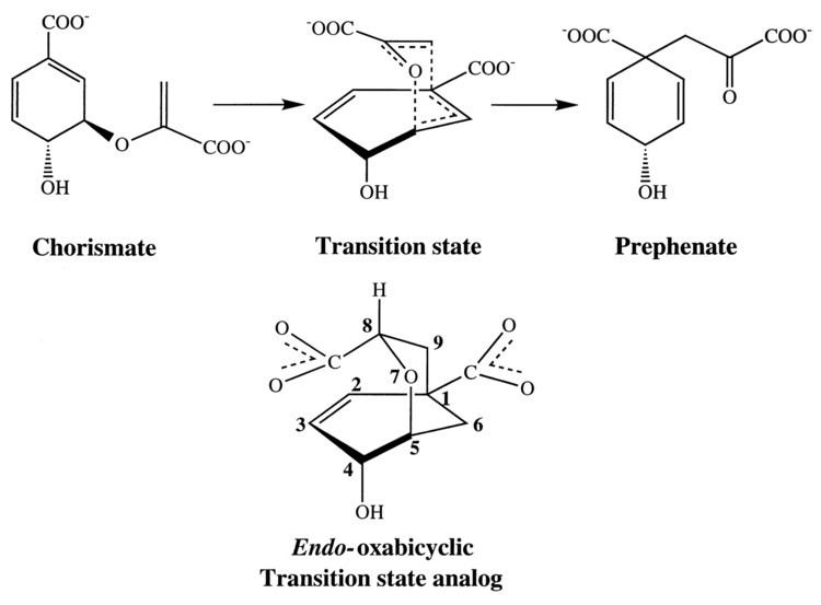 Chorismate mutase Yeast chorismate mutase in the R state Simulations of the active site