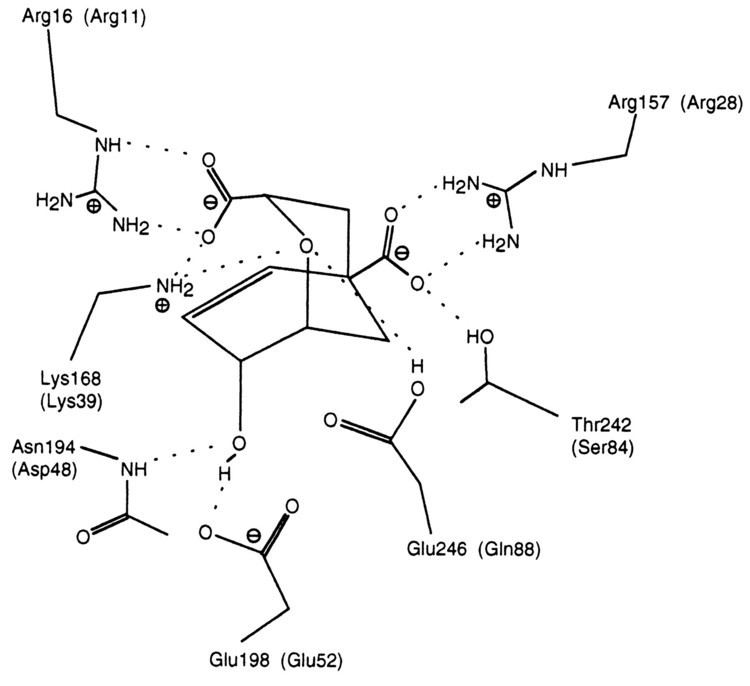 Chorismate mutase A glutamate residue in the catalytic center of the yeast chorismate