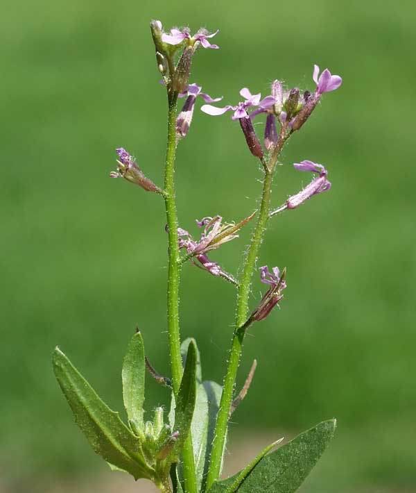 Chorispora tenella Chorispora tenella Crossflower Raphanus tenellus