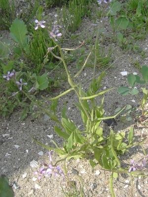 Chorispora tenella Chorispora tenella Manual of the Alien Plants of Belgium