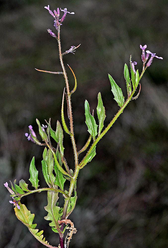 Chorispora tenella Chorispora tenella crossflower Go Botany