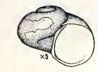 Choristella leptalea
