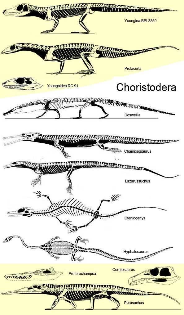 Choristodera What are Choristoderes you knowChampsosaurus Cteniogenys